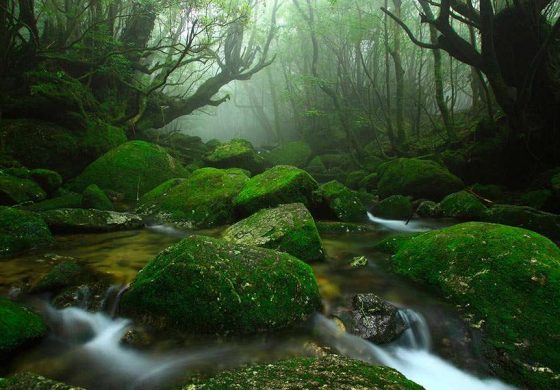 ISLA DE YAKUSHIMA (Japón)