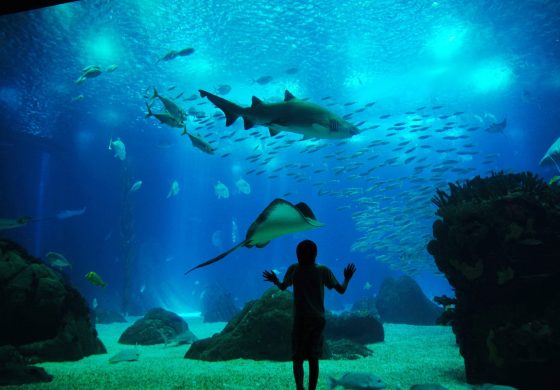 oceanario lisboa