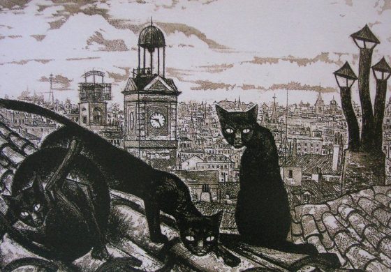 gatos Madrid