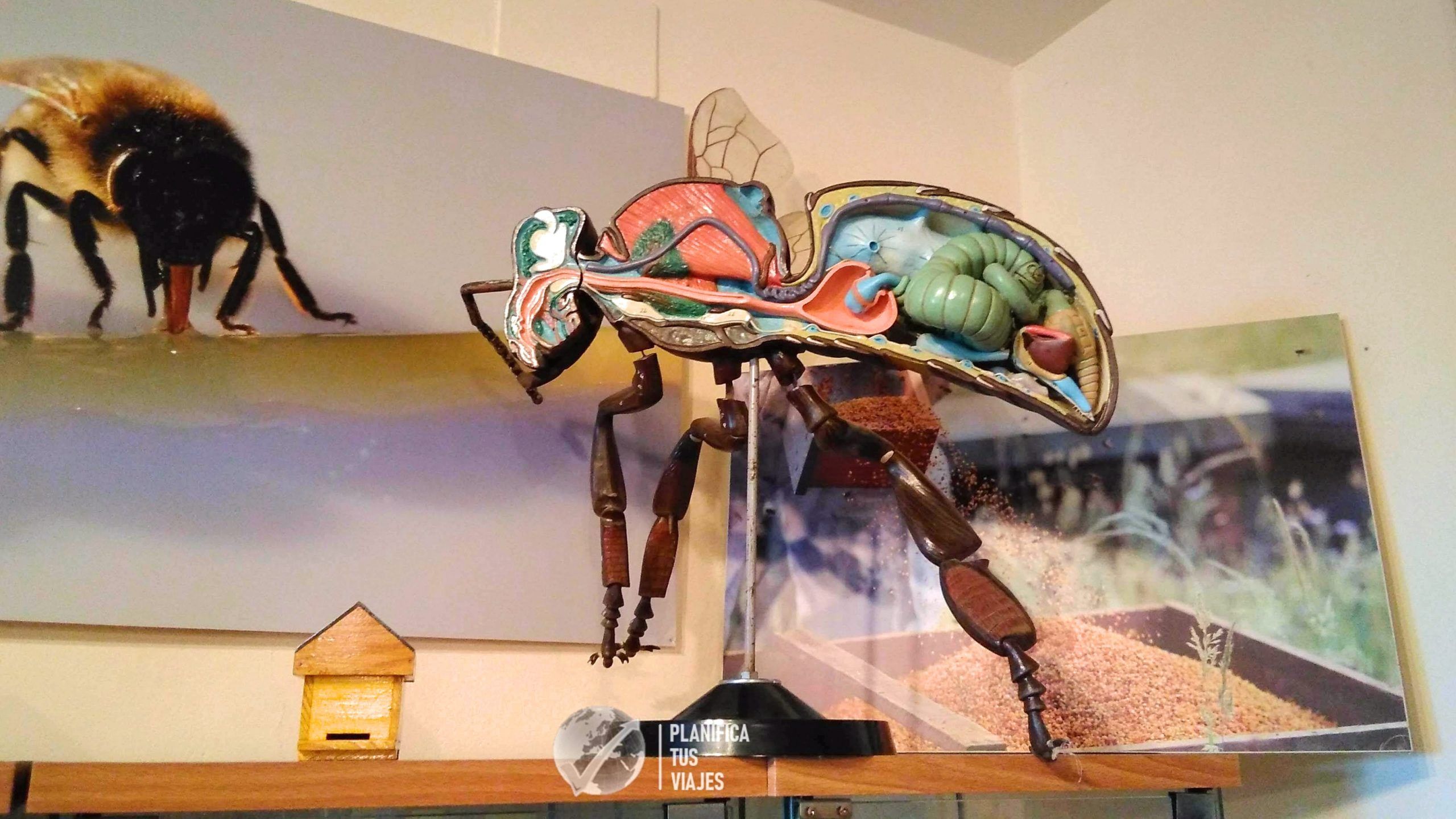 interior abeja aula museo abejas del valle